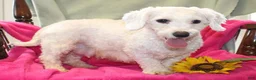 Teddy Bear dogs for sale: Hemlock - Ad 5