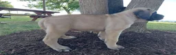 English Mastiff dogs for sale: Marcey - Ad 3