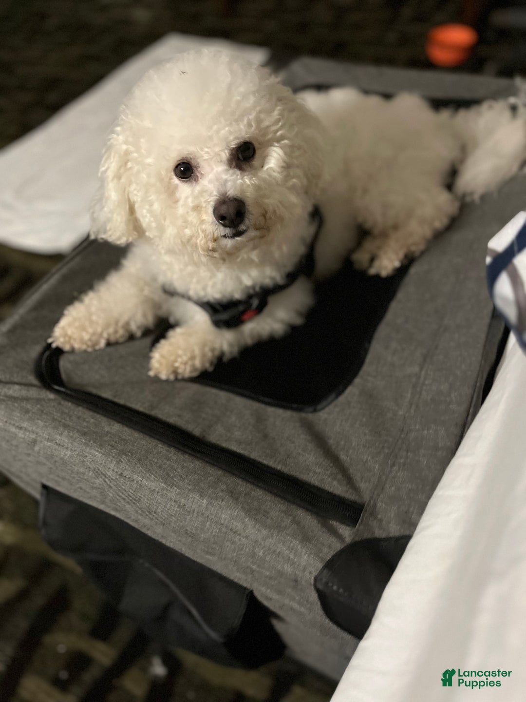 Bichon Frise dogs for stud: Meet Prince - Proven Bichon Frise Stud - Ad 5