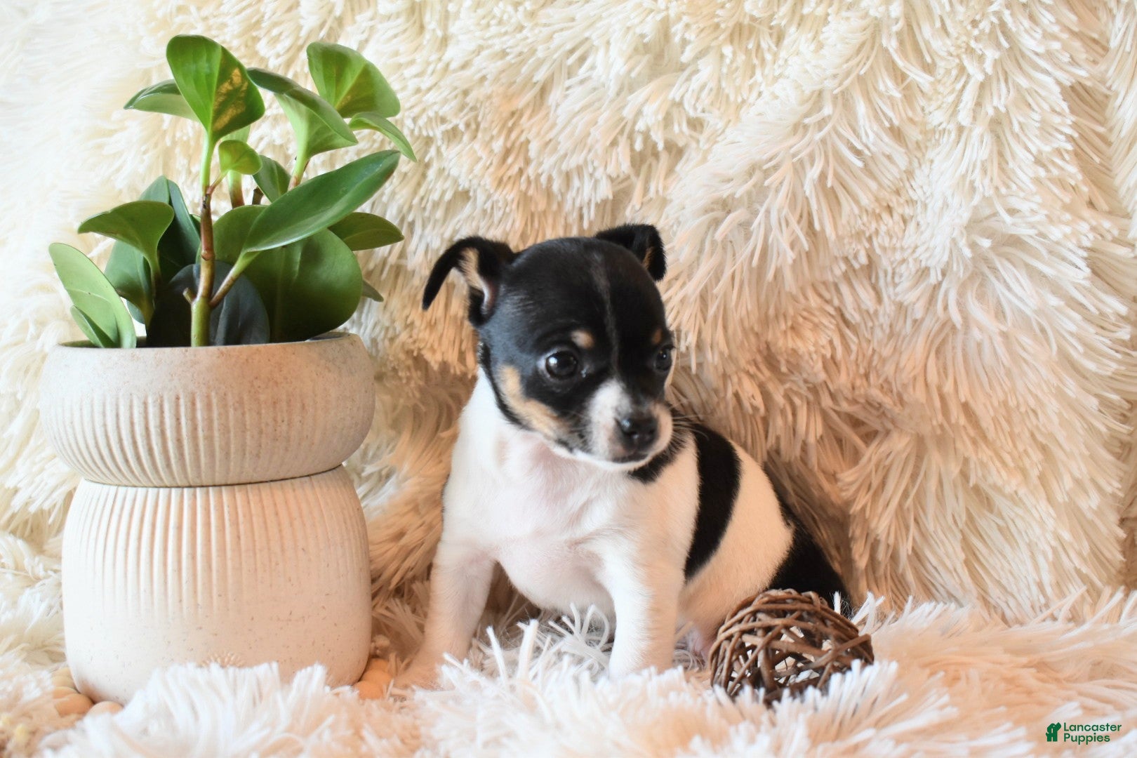 Chihuahua dogs Daisy - Ad 38