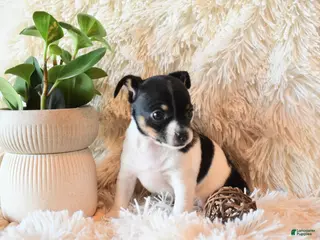 Chihuahua dogs Daisy - Ad 38