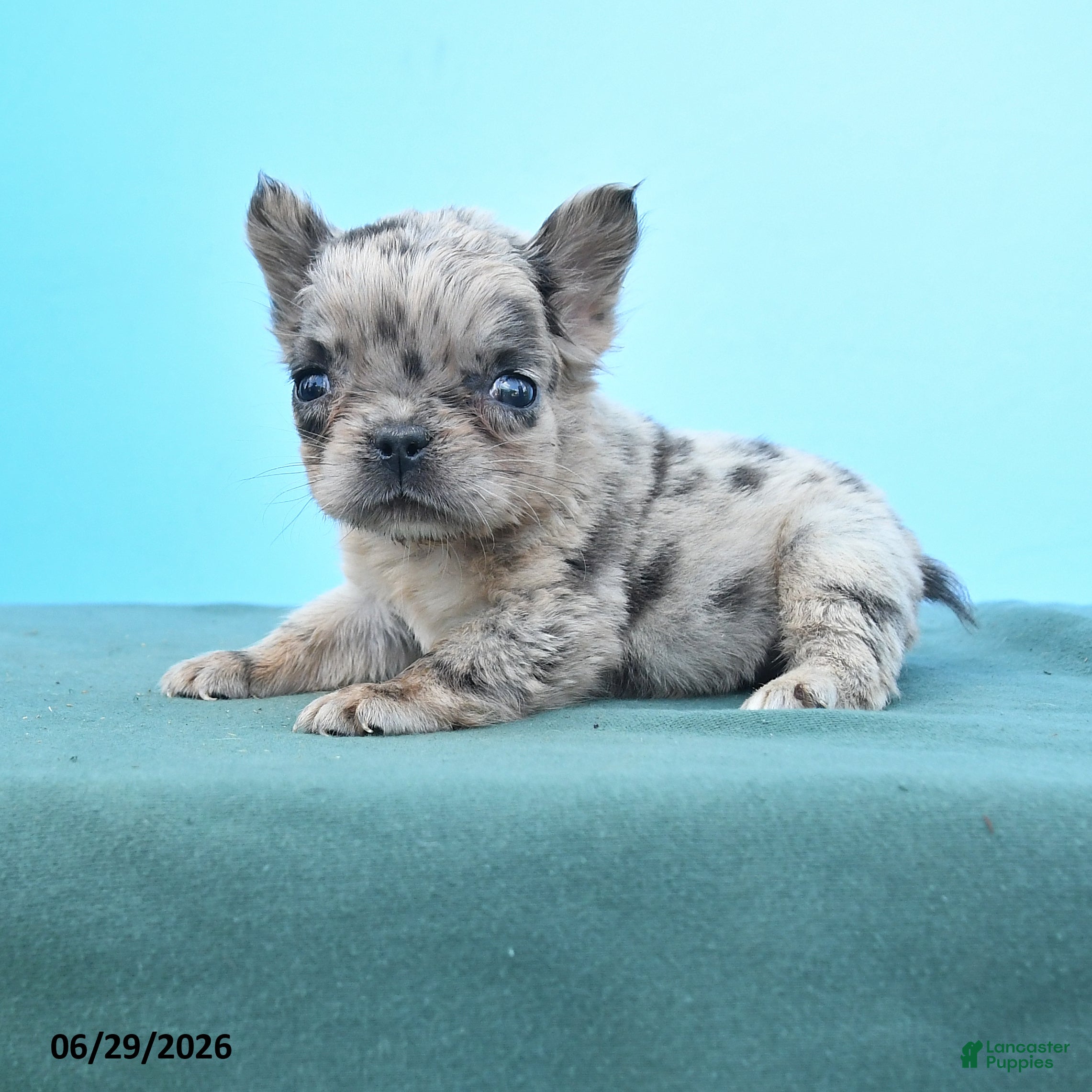 French Bulldog dogs Tiny Dawn - Ad 1