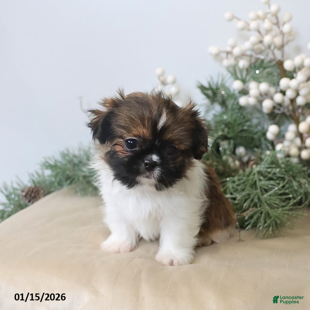 Shih Tzu dogs for sale: Fletcher - Ad 4