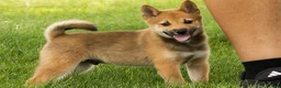 Shiba Inu dogs for sale: Jasper  - Ad 1