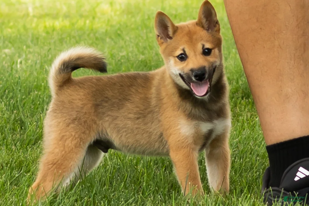Shiba Inu dogs for sale: Jasper  - Ad 1