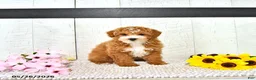 Miniature Poodle dogs for sale: Randall - Ad 4