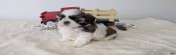 Shih Tzu dogs for sale: Talia - Ad 2