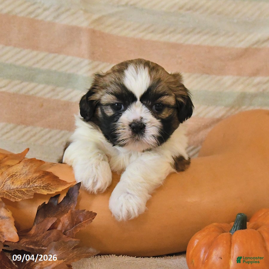 Shih Tzu dogs Clover - Ad 1