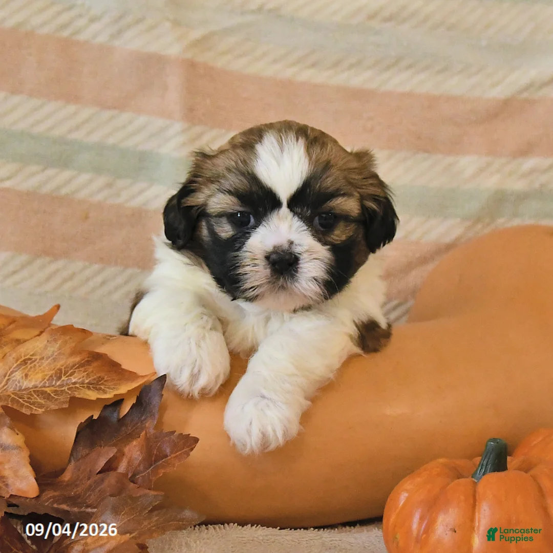 Shih Tzu dogs for sale: Clover - Ad 1