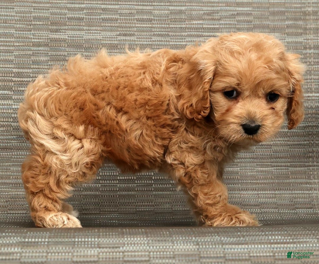 Cockapoo dogs for sale: Bonnie - Ad 2