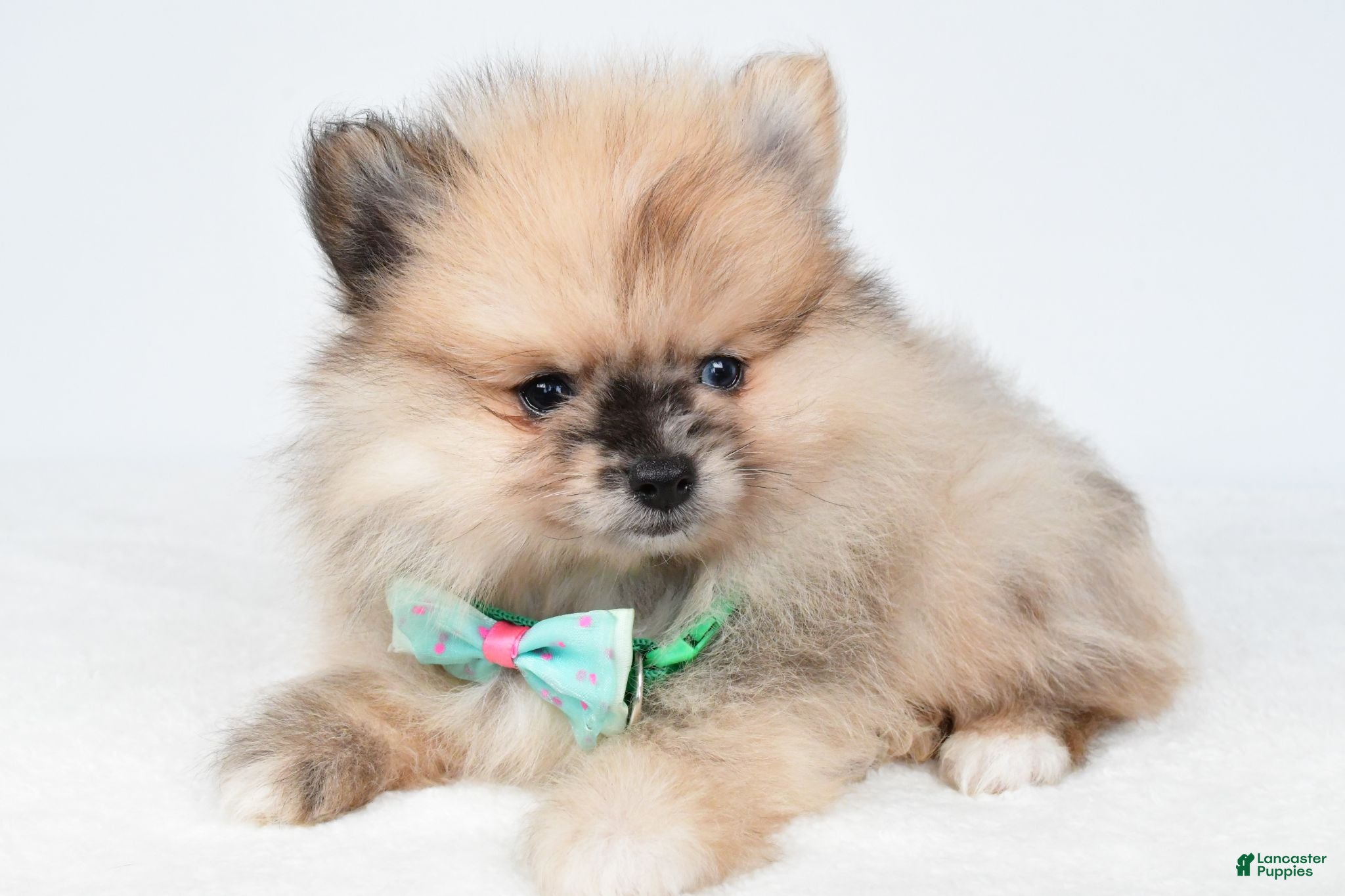 Pomeranian dogs Ace - Ad 2