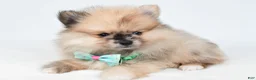 Pomeranian dogs for sale: Ace - Ad 2