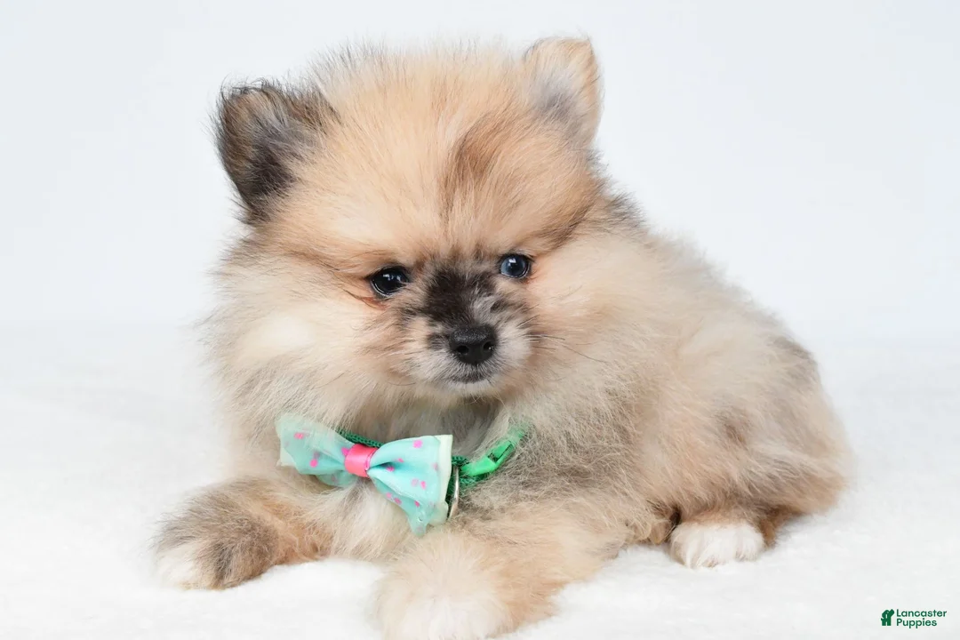 Pomeranian dogs for sale: Ace - Ad 2