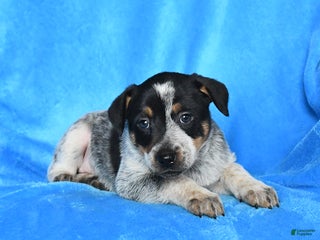 Australian Cattle Dog dogs - Ad 42
