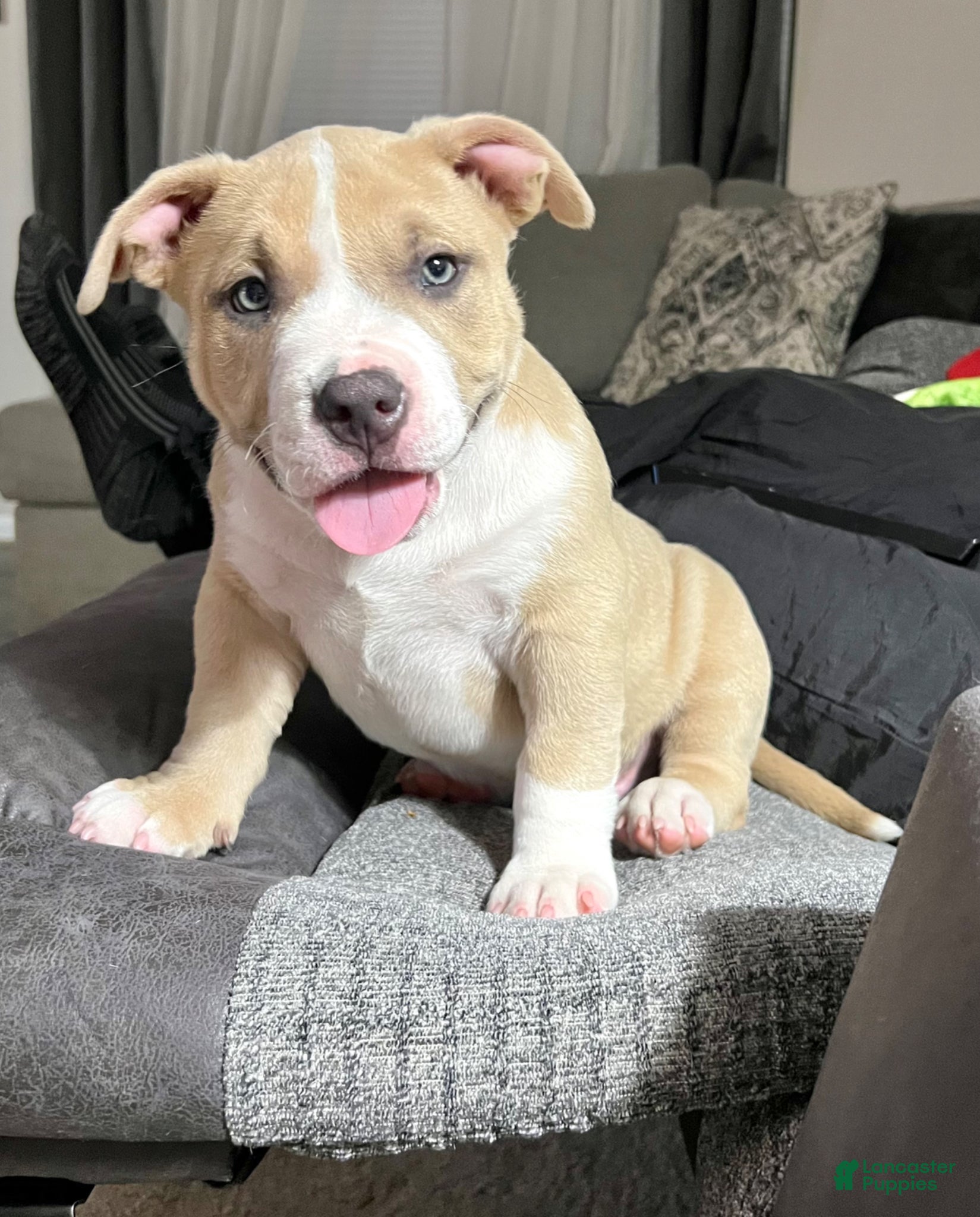 American Bully dogs Fat Boy - Ad 8