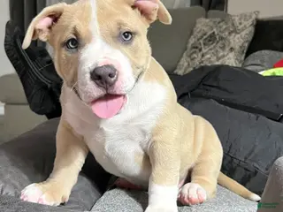 American Bully dogs Fat Boy - Ad 8