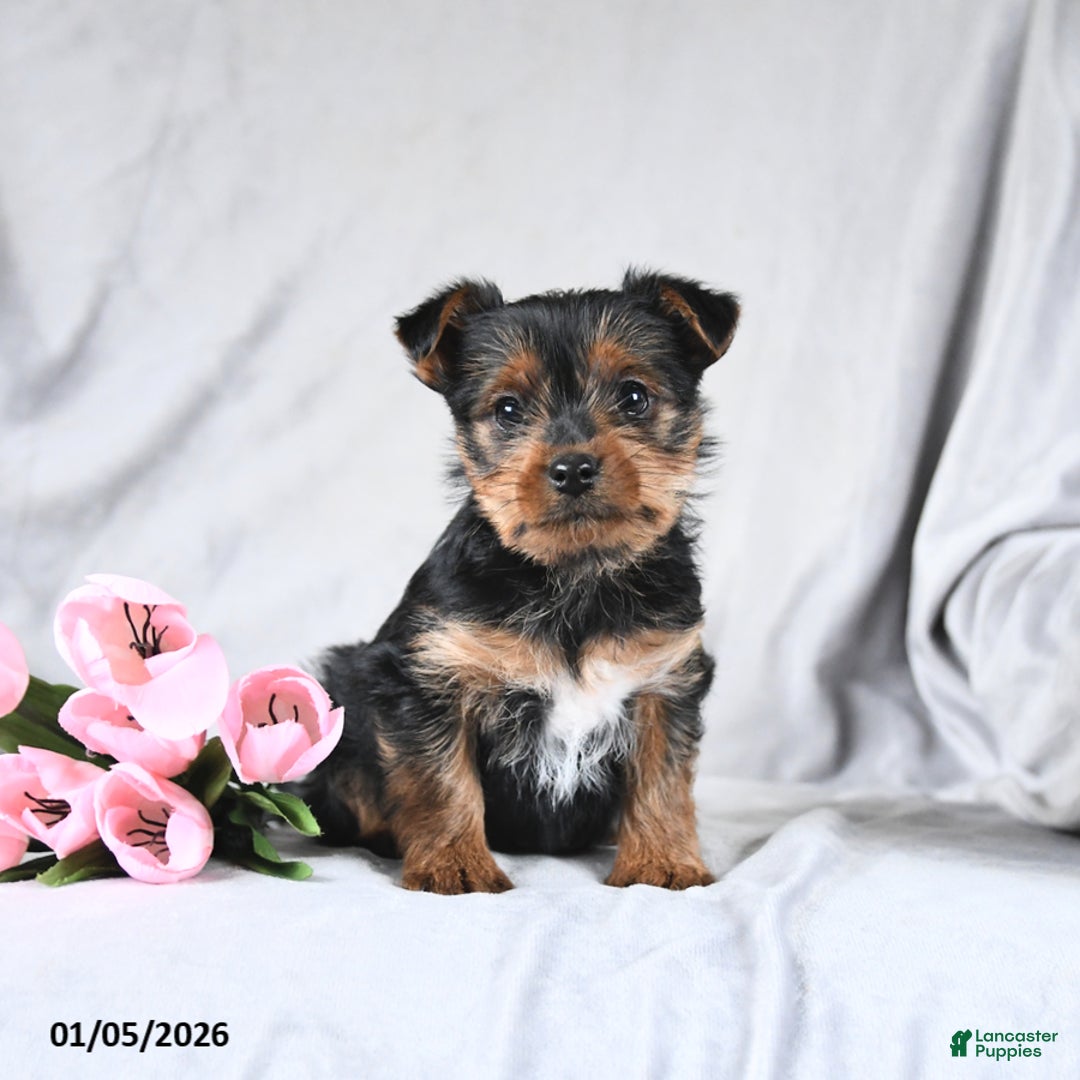 Yorkshire Terrier dogs for sale: Leo - Ad 3