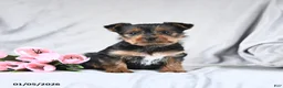 Yorkshire Terrier dogs for sale: Leo - Ad 3