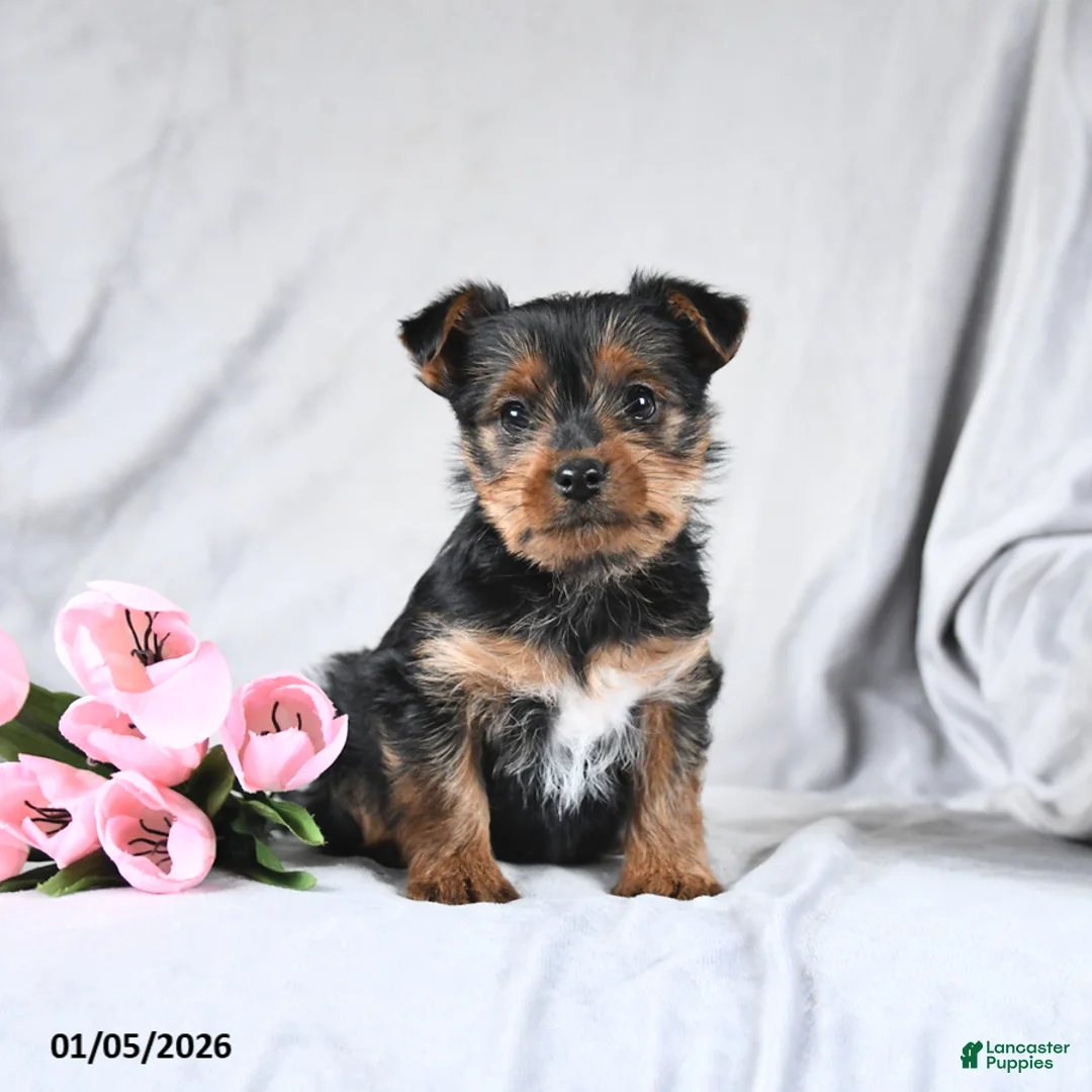 Yorkshire Terrier dogs for sale: Leo - Ad 3
