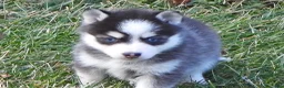 Pomsky dogs for sale: Ashley - Ad 6