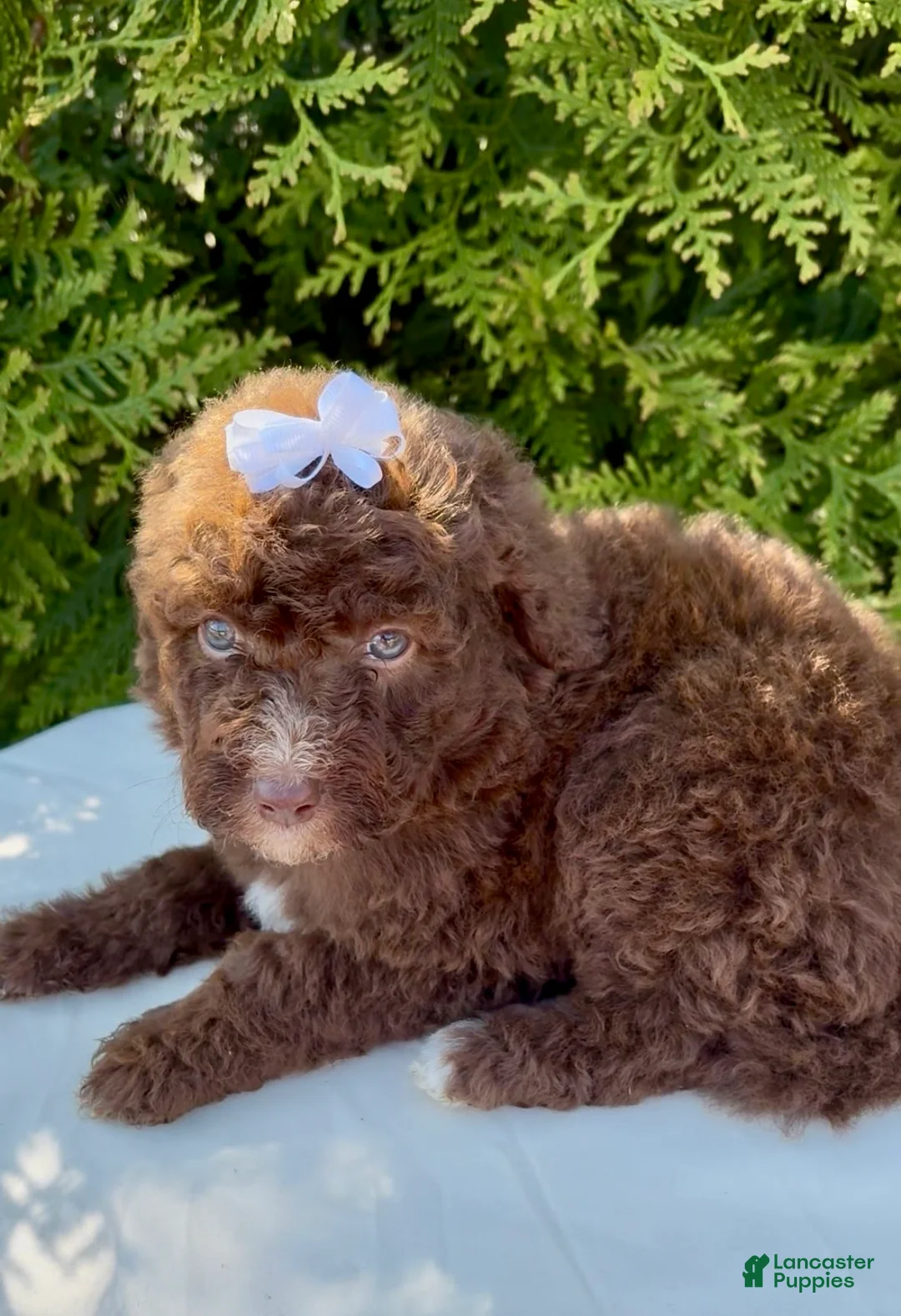Aussiedoodle dogs for sale: Aussiedoodle Puppy 2 - Ad 2
