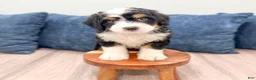 Mini Bernedoodle dogs for sale: Bruno - Ad 4