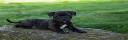Staffordshire Bull Terrier dogs for sale: Moose 🐶 - Ad 1