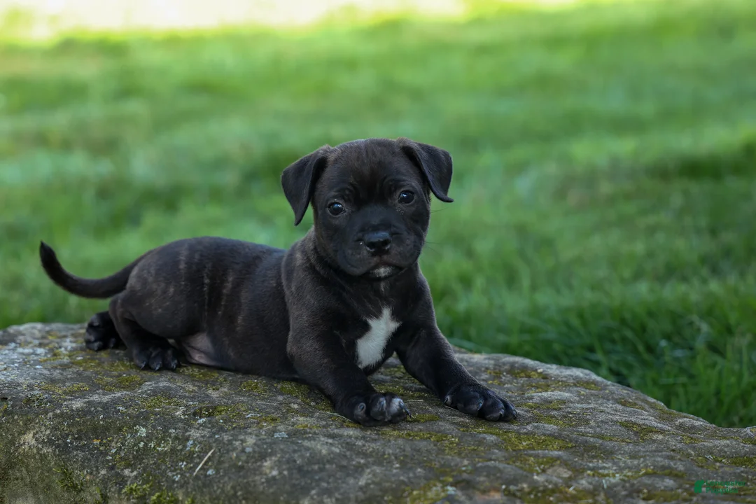 Staffordshire Bull Terrier dogs for sale: Moose 🐶 - Ad 1
