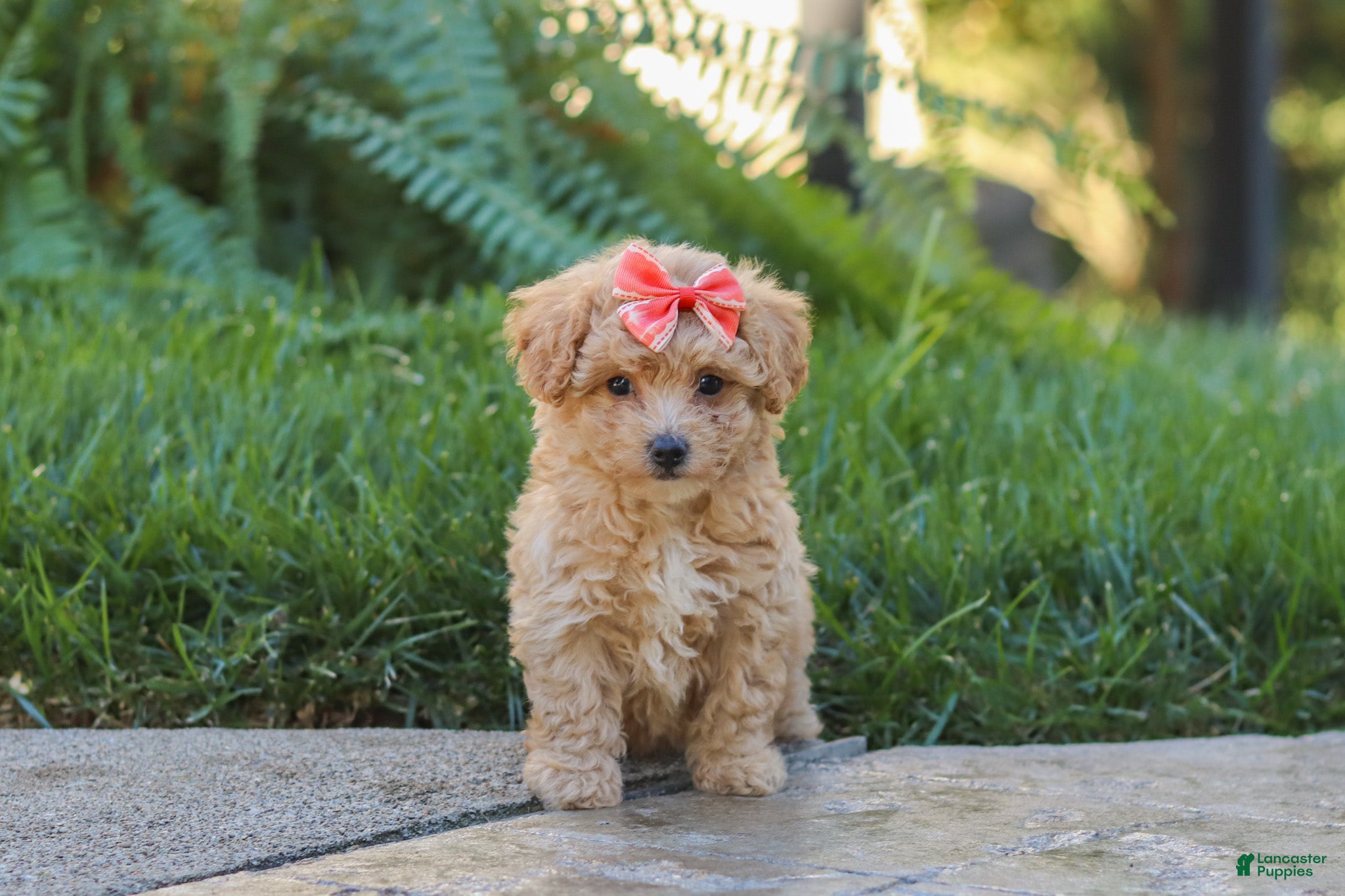 Maltipoo dogs Posie - Ad 1