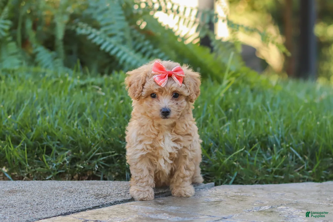 Maltipoo dogs for sale: Posie - Ad 1