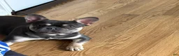French Bulldog dogs for sale: French Bulldog Puppy 1 - Ad 1