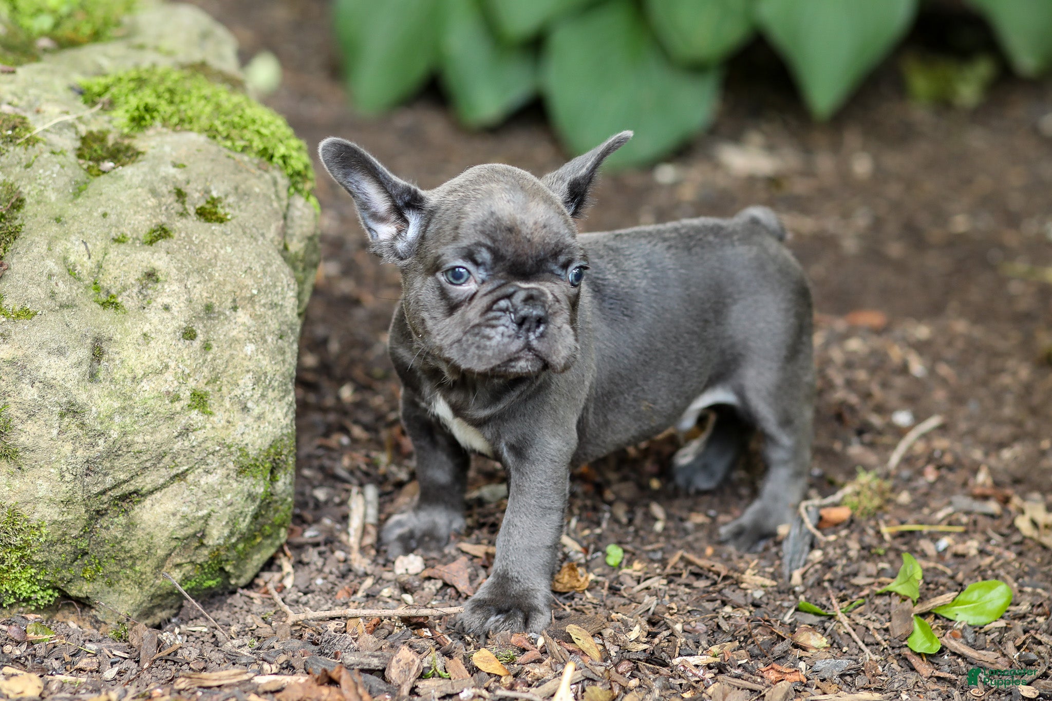 French Bulldog dogs Easton - Ad 2