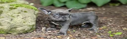 French Bulldog dogs for sale: Easton - Ad 2