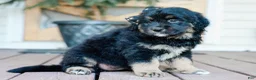 Mixed Breed dogs for sale: Cambria Golden Retriever/Jug Puppy - Ad 5