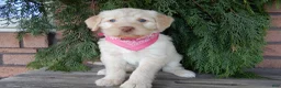 Labradoodle dogs for sale: Coral - Ad 55