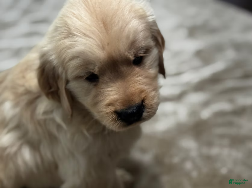 Golden Retriever dogs Brown Collar - Ad 12