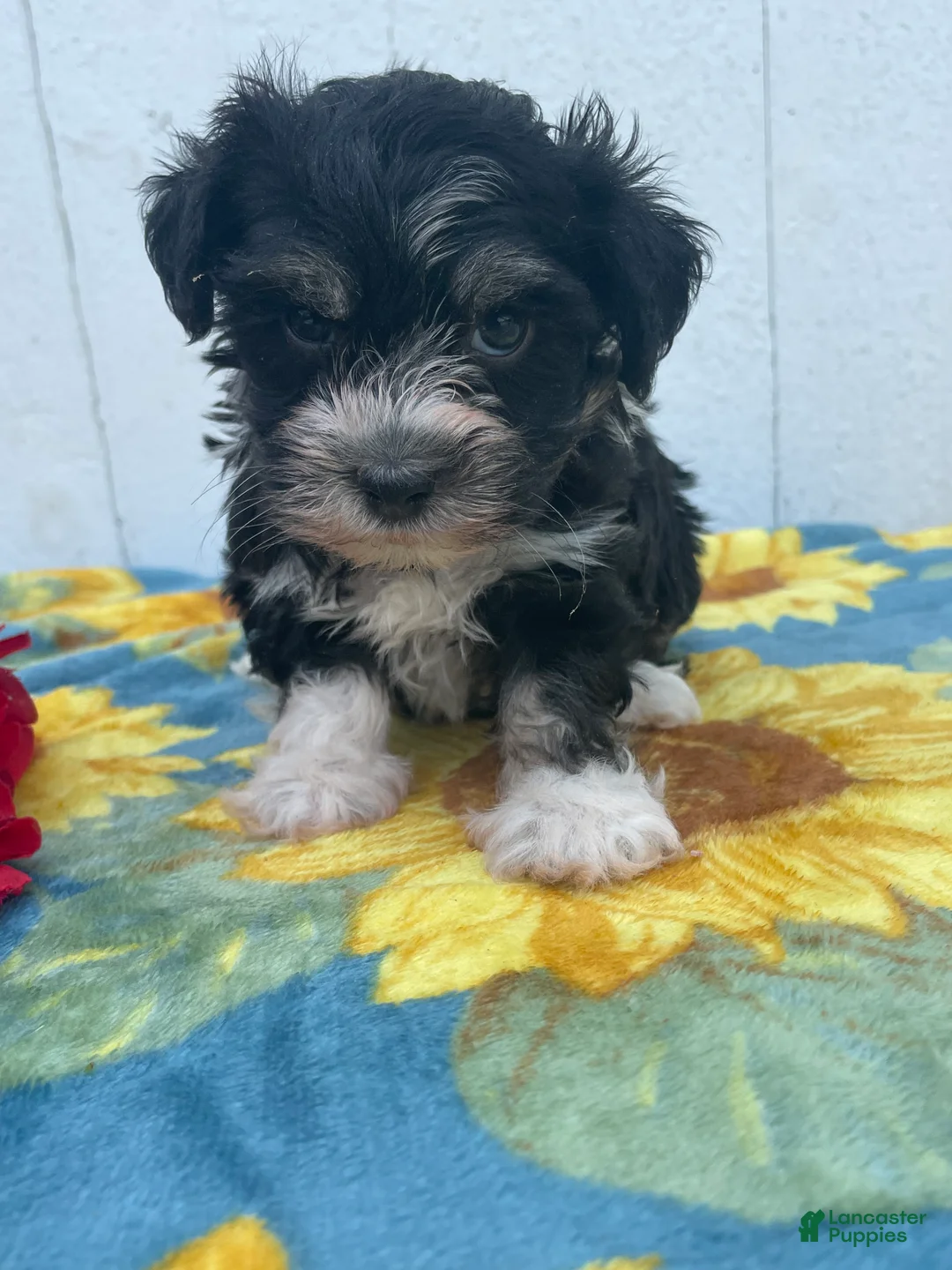 Havanese dogs for sale: Prince - Ad 4