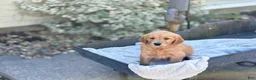 Golden Retriever dogs for sale: Melon - Ad 15