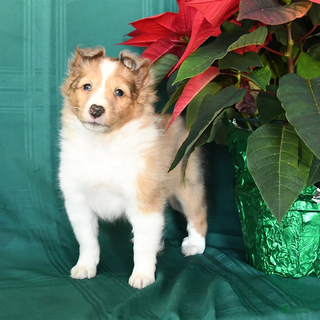 Shetland Sheepdog dogs for sale: Molly - Ad 3