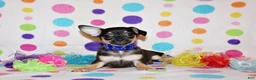 Chihuahua dogs for sale: Navy - Ad 1