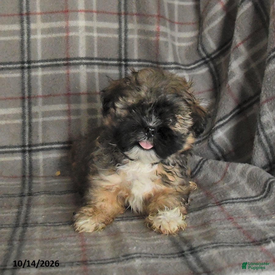 Shih Tzu dogs Tucker - Ad 2