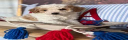 Cavapoochon dogs for sale: Cavapoochon 1 - Ad 2