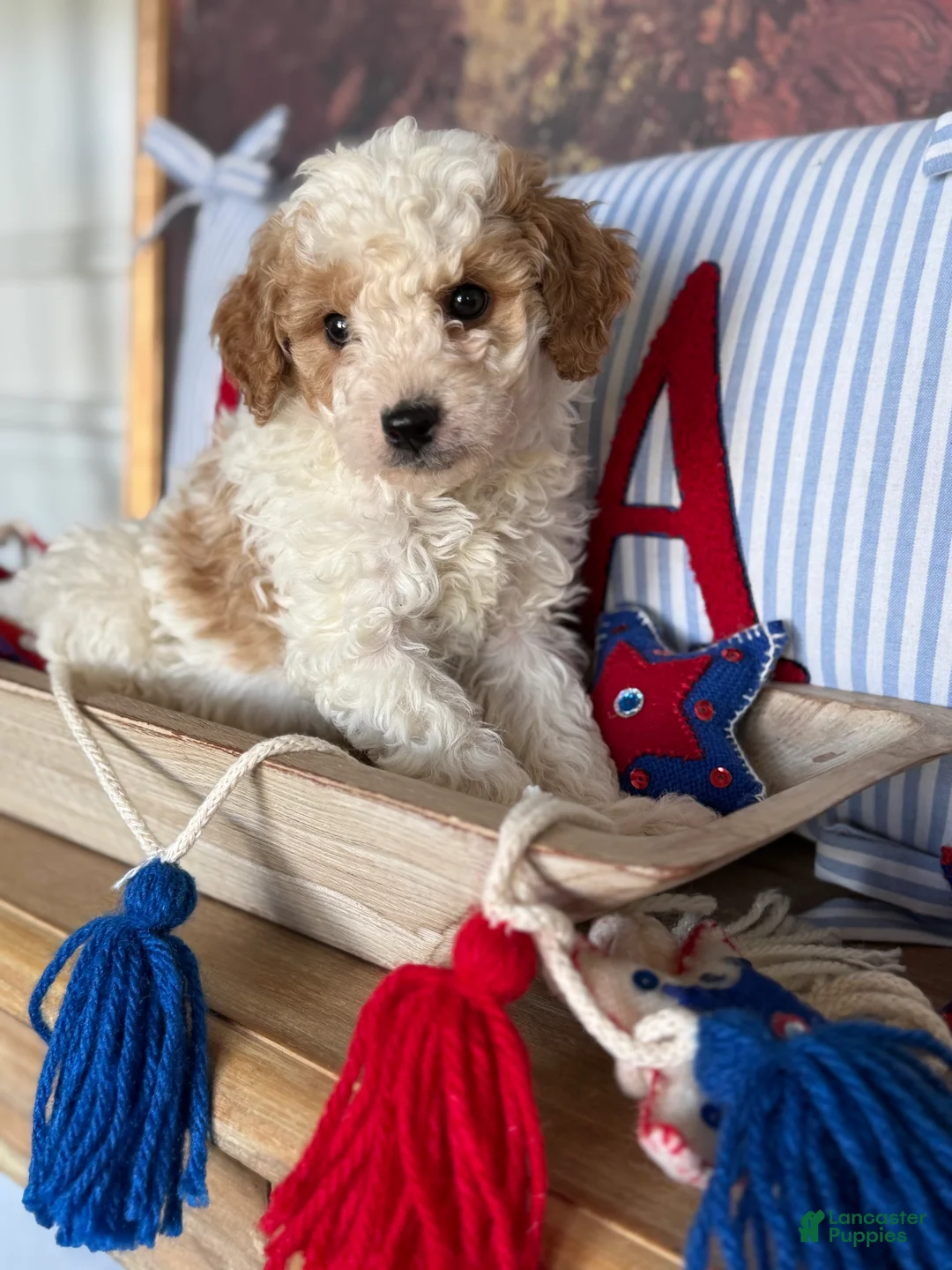 Cavapoochon dogs for sale: Cavapoochon 1 - Ad 2