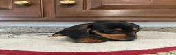 Miniature Dachshund dogs for sale: Westin  - Ad 6