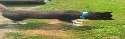 Mixed Breed dogs for sale: Mixed Breed 1 - Ad 2