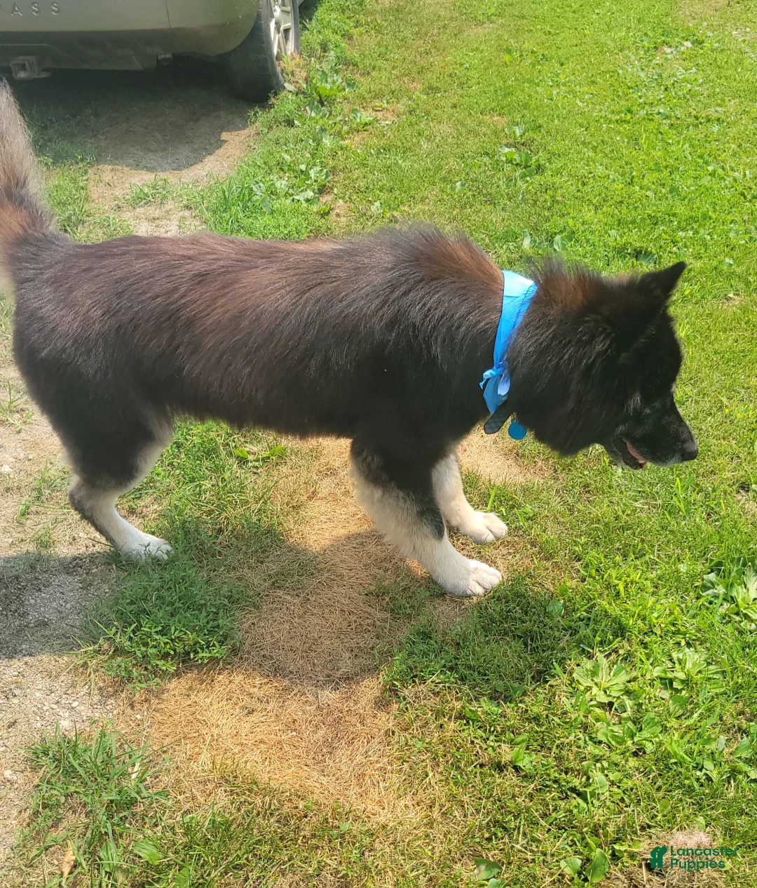 Mixed Breed dogs for sale: Mixed Breed 1 - Ad 2