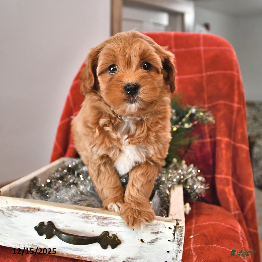 Shihpoo dogs for sale: Sugarplum - Ad 3