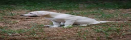 Labrador Retriever dogs for sale: Céline  - Ad 9