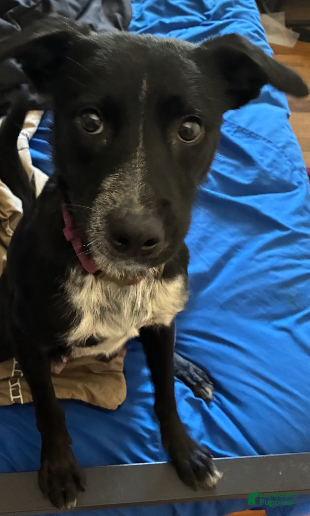 Mixed Breed dogs for sale: Mixed Breed 3 - Ad 2
