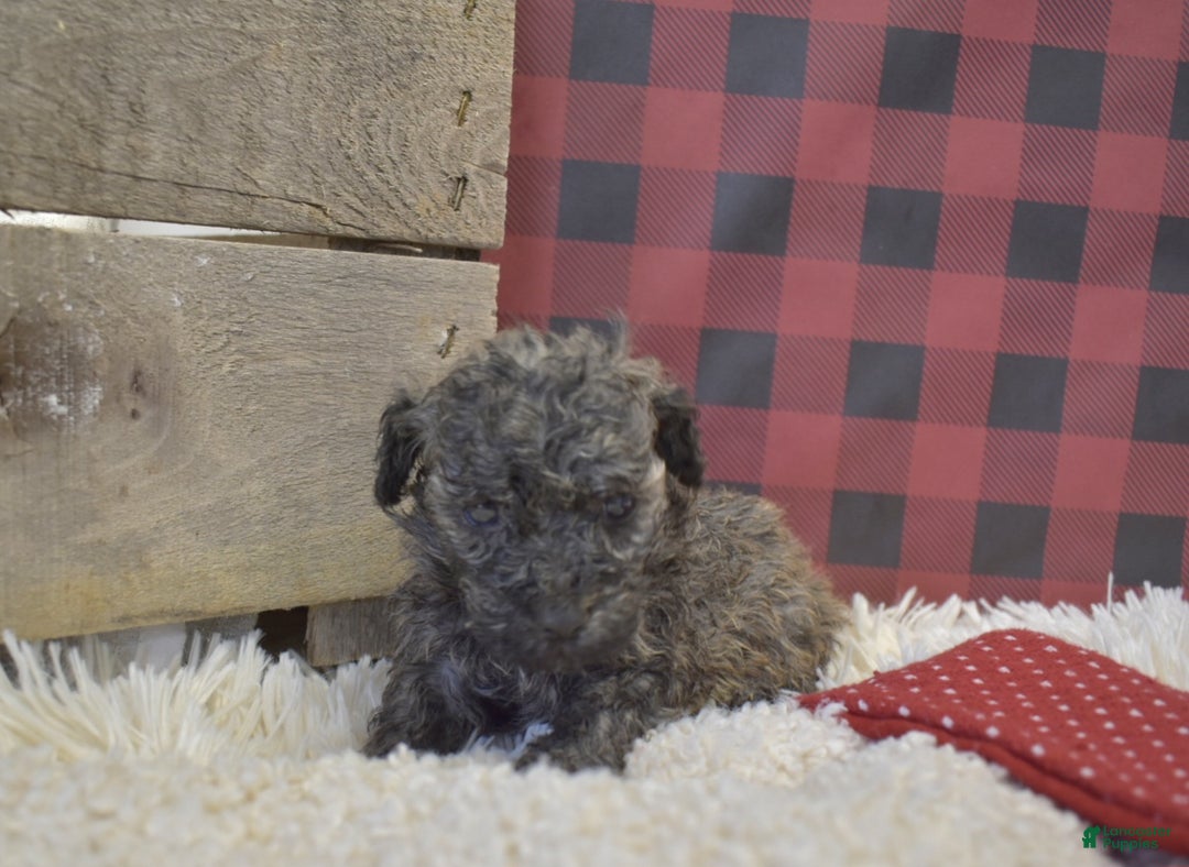 Toy Poodle dogs for sale: kent - Ad 4